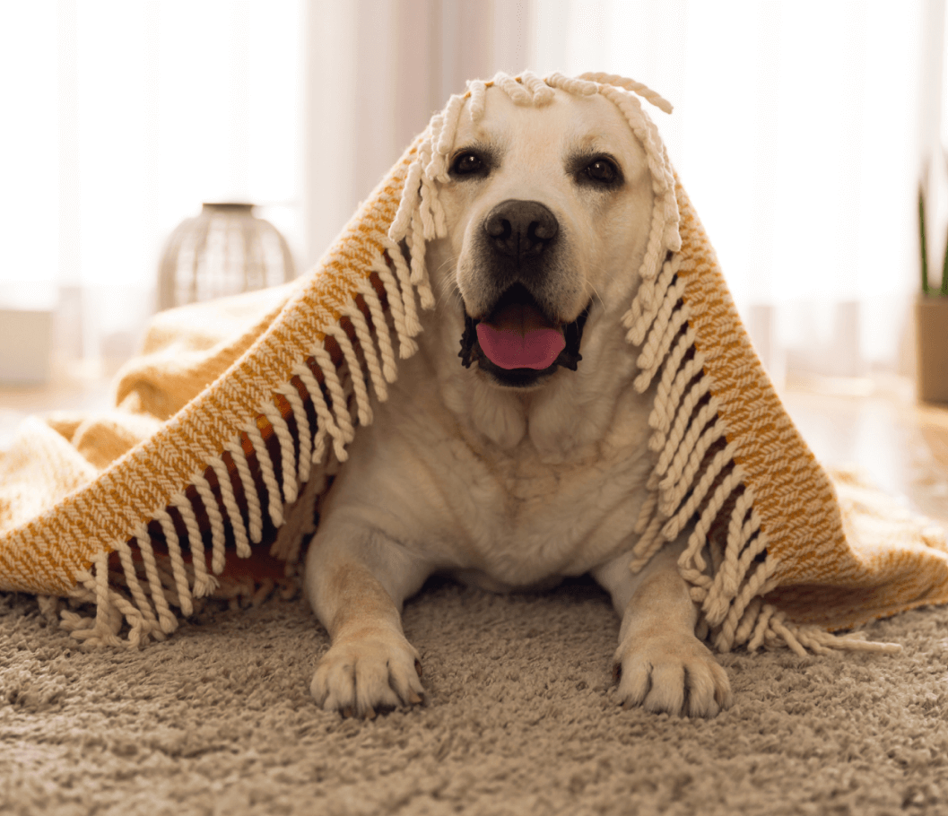 Door Mats For Dogs